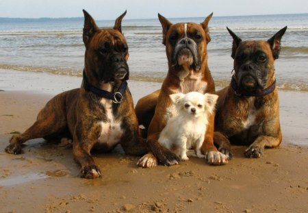 A good dog gets triple protection on the beach - water, beach, sea, dog, buldog, aqua, white, animal, nature, cute