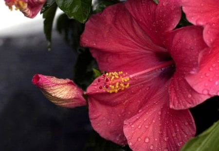 Pink Hibiscus - flower, rose, pink, hibiscus, nature, green