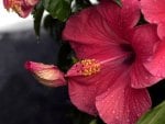 Pink Hibiscus