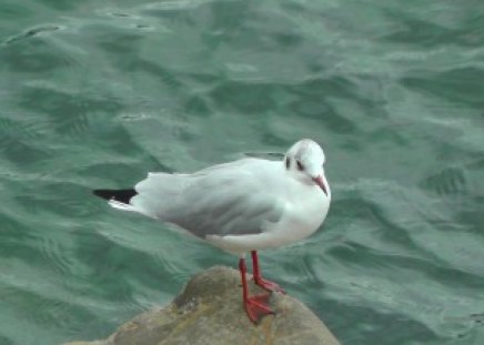 Black Headed Gull - birds, nature, animals, gulls