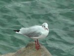 Black Headed Gull