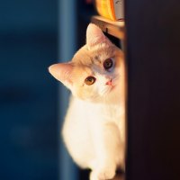 PRETTY FELINE