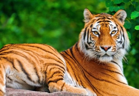 Tiger - india, animal, look, tiger, cat