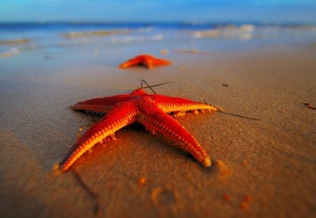 Stranded Starfish - beach, red, water, sea