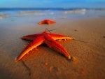 Stranded Starfish