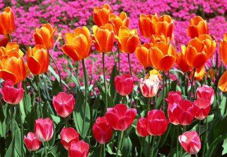 Colorful Tulips - flowers, field, tulips, colors