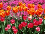 Colorful Tulips