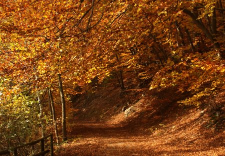 Autumn Path - forest, leaves, trees, colors, colorful