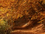 Autumn Path