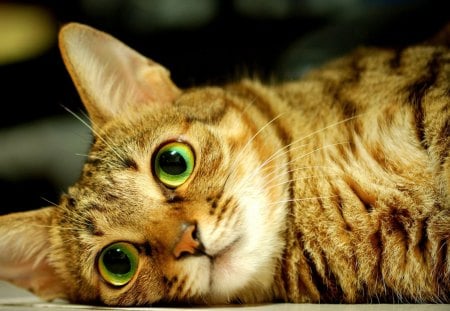 KITTY - cat, hair, attractive face, eyes, close-up