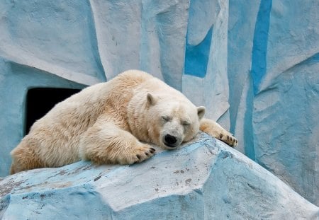 sleeping...... - white, bear, animals, zoo, sleeping