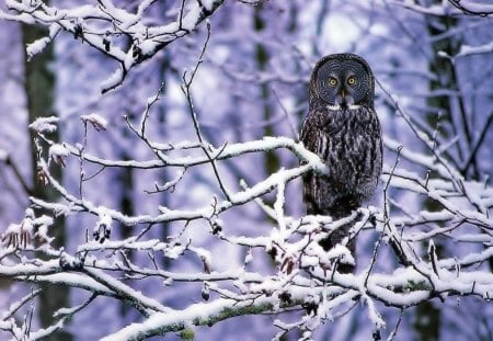 Cool Snow Owl. - nice, of, a, very