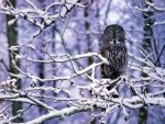 Cool Snow Owl.