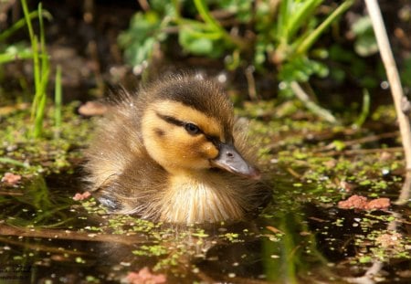 Little duck - water, duck, cute, little