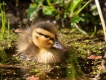 Little duck