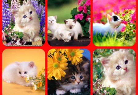 HAPPY BIRTHDAY CARMEN. ''CARMENMBONILLA'' - collage, cute, friend, kittens