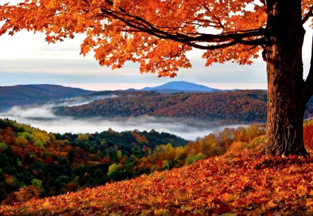 AUTUMN GOLD - autumn, fog, tree, mountains, foliage