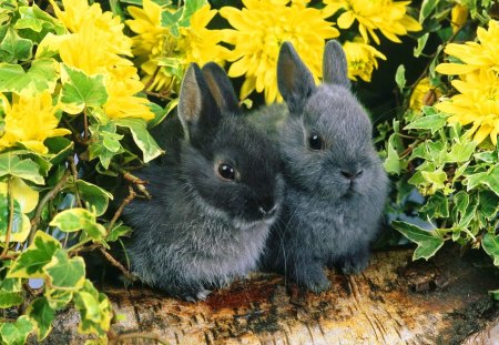 Fluffy friends - summer, rabbits, colors, sweet, leaves, tree, easter, flowers, fluffy, colorful, grey, hidden, cute, bunnies, friends, adorable