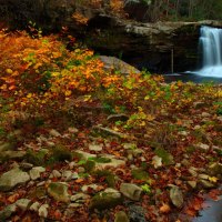 Autumn foliage