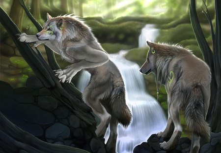 Tribal Werewolves - water, wolf, dog, wile, forest, wolves, animal, nature, waterfall