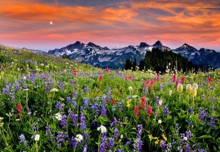 Mountain wildflowers - nice, sky, slope, national park, field, meadow, mountainscape, pretty, clouds, snowy, grass, cliffs, mountain, summer, lovely, peaks, nature, fiery, beautiful, flowers, wildflowers