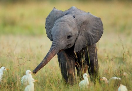 Cutest Baby Elephant With Ducks - cutest, elephant, together, friendship, field, baby, ducks