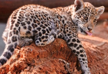 IT'S AN ADVENTURE - leopards, youngsters, africa, bushveld, cubs, savannah, kittens, cats, spots