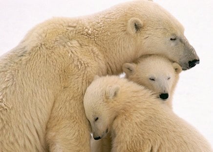 A MOTHER'S LOVE - babies, north pole, cubs, mothers day, affection, bears, families, polar bears, arctic, mums and kids, animals