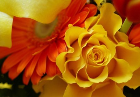 Amazing Yellow Roses