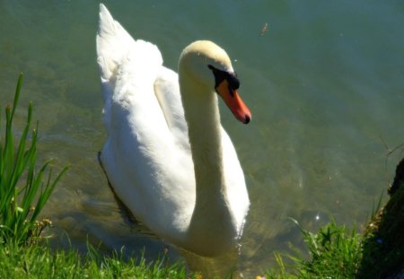 White Swan - white, water, beautiful, swan