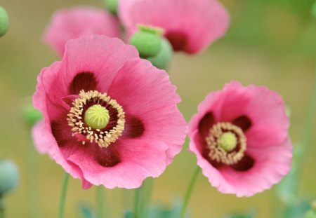 Pretty Pink Poppies - stems, flowers, poppies, pink