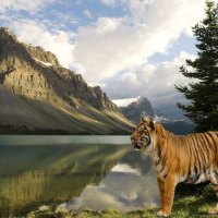 mountains big cat