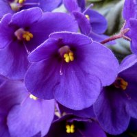 purple African violets