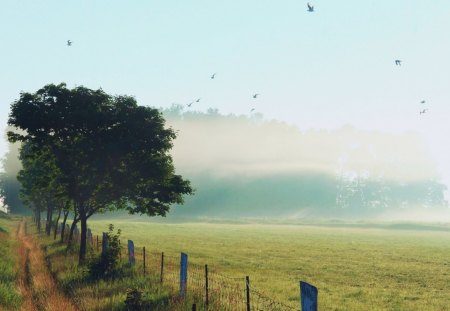 ON A MISTY MORNING - fields, farmlands, trees, lanes, roads, fences, mist, fog, sunrise, horizons, mornings, birds