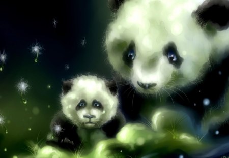 Panda's - panda, black, white, baby