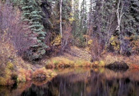 Colorful Scene - nature, water, forest, trees