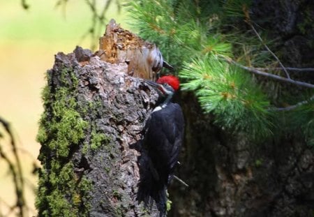 Woodpecker Hard At Work - color, trees, birds, woodpeckers