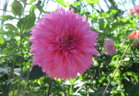 Pink Dahlia - Flowers, green, photography, dahlia, pink