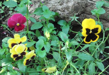 Pansies flowers at the garden - purple, black, flowers, photography, yellow, pansies