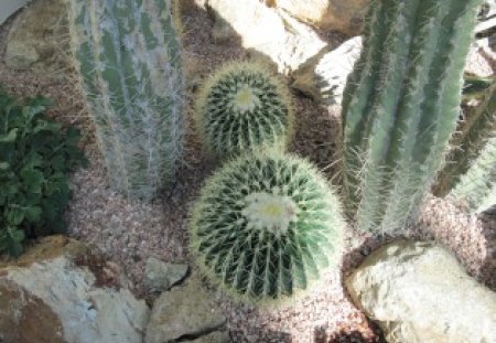 Cactus at the garden - rocks, gravel, photography, cactus, green