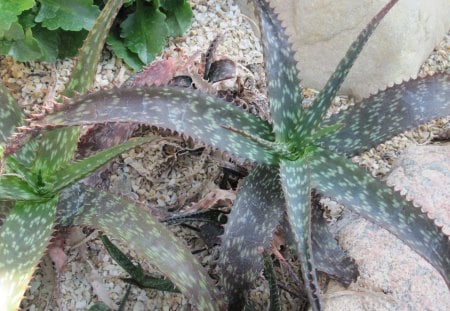 Cactus at the garden  - rocks, gravel, flowers, photography, cactus, green