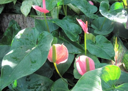 Calla Lilies Flower at the garden - flowers, calla lilies, white, green, Photography, pink