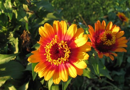 September Orange - flowers, blooms, nature, autumn, september