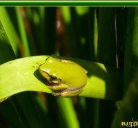 Sweet Little Green Frog