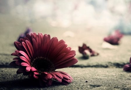 Missing petals - photo art, gerbera, petals, daisy, flower