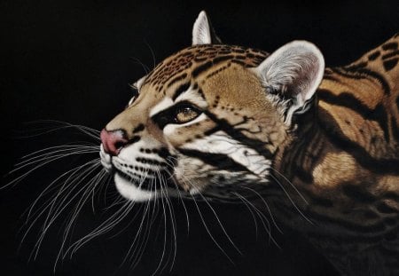 *** OCELOT *** - mustache, eyes, head, ocelot