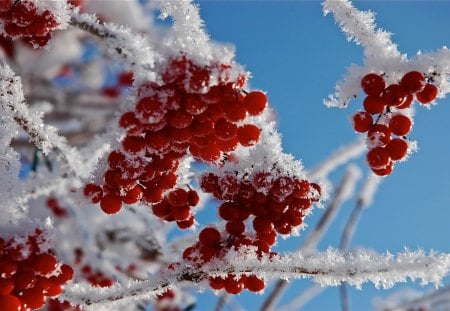 *** Frosted fruit Rowan *** - winter, nature, rowan, fruit