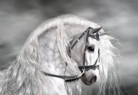 *** White Horse *** - horses, white, animals, hors