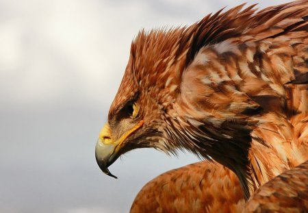 *** Eagle *** - eagle, brown, animals, color, birds