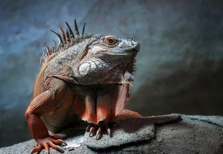 *** IGUANA *** - iguana, animals, colorfool, reptiles